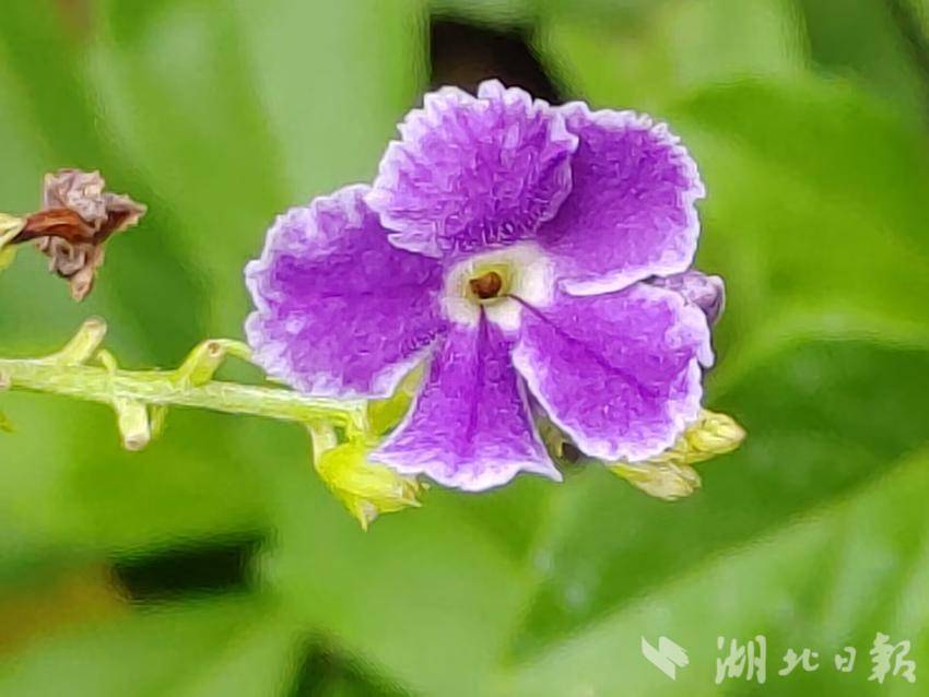 冰球 游戏